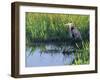 Great Blue Heron in Taylor Slough, Everglades, Florida, USA-Adam Jones-Framed Photographic Print