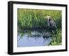 Great Blue Heron in Taylor Slough, Everglades, Florida, USA-Adam Jones-Framed Photographic Print