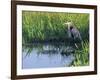 Great Blue Heron in Taylor Slough, Everglades, Florida, USA-Adam Jones-Framed Photographic Print