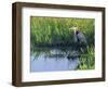 Great Blue Heron in Taylor Slough, Everglades, Florida, USA-Adam Jones-Framed Photographic Print