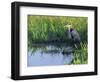 Great Blue Heron in Taylor Slough, Everglades, Florida, USA-Adam Jones-Framed Photographic Print