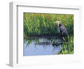 Great Blue Heron in Taylor Slough, Everglades, Florida, USA-Adam Jones-Framed Photographic Print