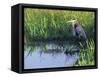 Great Blue Heron in Taylor Slough, Everglades, Florida, USA-Adam Jones-Framed Stretched Canvas