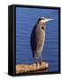 Great Blue Heron in the Rhododendron Garden, Portland, Oregon, USA-Michel Hersen-Framed Stretched Canvas