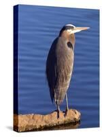 Great Blue Heron in the Rhododendron Garden, Portland, Oregon, USA-Michel Hersen-Stretched Canvas