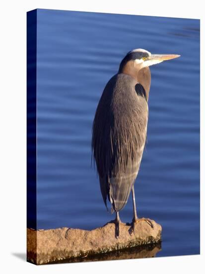 Great Blue Heron in the Rhododendron Garden, Portland, Oregon, USA-Michel Hersen-Stretched Canvas