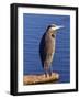 Great Blue Heron in the Rhododendron Garden, Portland, Oregon, USA-Michel Hersen-Framed Photographic Print