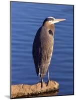 Great Blue Heron in the Rhododendron Garden, Portland, Oregon, USA-Michel Hersen-Mounted Photographic Print