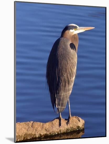 Great Blue Heron in the Rhododendron Garden, Portland, Oregon, USA-Michel Hersen-Mounted Photographic Print