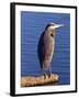 Great Blue Heron in the Rhododendron Garden, Portland, Oregon, USA-Michel Hersen-Framed Photographic Print