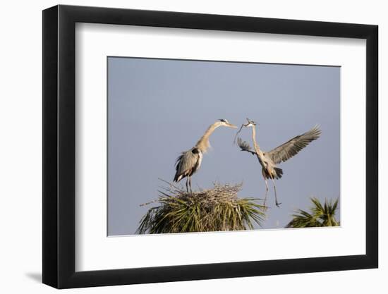 Great Blue Heron male bringing stick to nest site. Viera Wetlands, Brevard County, Florida-Richard & Susan Day-Framed Photographic Print