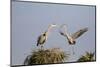 Great Blue Heron male bringing stick to nest site. Viera Wetlands, Brevard County, Florida-Richard & Susan Day-Mounted Photographic Print