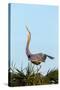 Great Blue Heron on Nest Displaying, Viera Wetlands, Florida-Maresa Pryor-Stretched Canvas