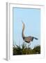 Great Blue Heron on Nest Displaying, Viera Wetlands, Florida-Maresa Pryor-Framed Photographic Print