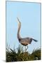 Great Blue Heron on Nest Displaying, Viera Wetlands, Florida-Maresa Pryor-Mounted Photographic Print