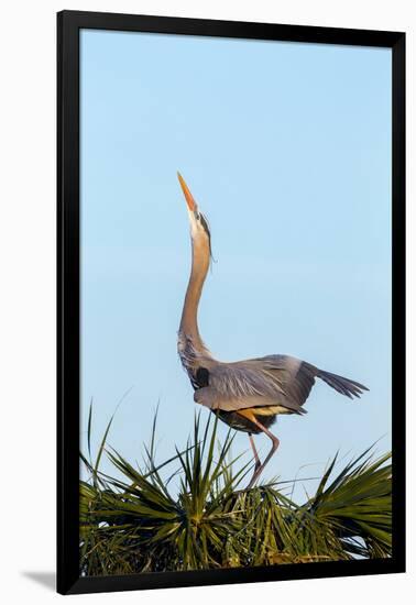 Great Blue Heron on Nest Displaying, Viera Wetlands, Florida-Maresa Pryor-Framed Photographic Print