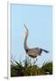 Great Blue Heron on Nest Displaying, Viera Wetlands, Florida-Maresa Pryor-Framed Premium Photographic Print