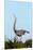 Great Blue Heron on Nest Displaying, Viera Wetlands, Florida-Maresa Pryor-Mounted Premium Photographic Print