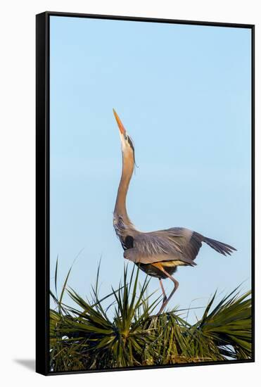 Great Blue Heron on Nest Displaying, Viera Wetlands, Florida-Maresa Pryor-Framed Stretched Canvas