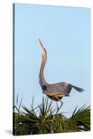 Great Blue Heron on Nest Displaying, Viera Wetlands, Florida-Maresa Pryor-Stretched Canvas