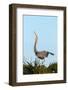 Great Blue Heron on Nest Displaying, Viera Wetlands, Florida-Maresa Pryor-Framed Photographic Print