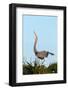 Great Blue Heron on Nest Displaying, Viera Wetlands, Florida-Maresa Pryor-Framed Photographic Print