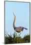 Great Blue Heron on Nest Displaying, Viera Wetlands, Florida-Maresa Pryor-Mounted Photographic Print