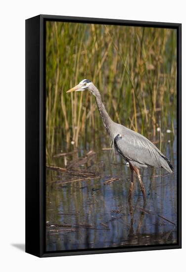 Great Blue Heron on the Prowl in the Reeds-Michael Qualls-Framed Stretched Canvas
