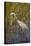 Great Blue Heron on the Prowl in the Reeds-Michael Qualls-Stretched Canvas