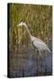 Great Blue Heron on the Prowl in the Reeds-Michael Qualls-Stretched Canvas