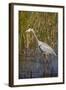 Great Blue Heron on the Prowl in the Reeds-Michael Qualls-Framed Photographic Print