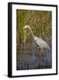 Great Blue Heron on the Prowl in the Reeds-Michael Qualls-Framed Photographic Print