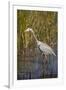 Great Blue Heron on the Prowl in the Reeds-Michael Qualls-Framed Photographic Print