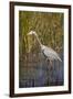 Great Blue Heron on the Prowl in the Reeds-Michael Qualls-Framed Photographic Print