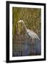 Great Blue Heron on the Prowl in the Reeds-Michael Qualls-Framed Photographic Print