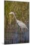 Great Blue Heron on the Prowl in the Reeds-Michael Qualls-Mounted Photographic Print