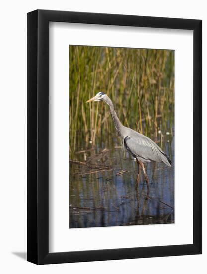 Great Blue Heron on the Prowl in the Reeds-Michael Qualls-Framed Photographic Print