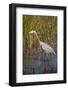 Great Blue Heron on the Prowl in the Reeds-Michael Qualls-Framed Photographic Print