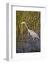 Great Blue Heron on the Prowl in the Reeds-Michael Qualls-Framed Photographic Print