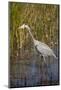 Great Blue Heron on the Prowl in the Reeds-Michael Qualls-Mounted Photographic Print