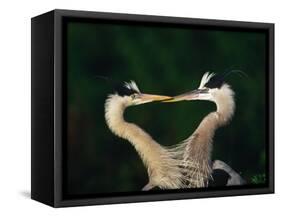 Great Blue Heron Pair, Venice, Florida, USA-Charles Sleicher-Framed Stretched Canvas