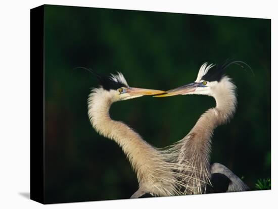 Great Blue Heron Pair, Venice, Florida, USA-Charles Sleicher-Stretched Canvas