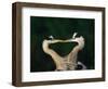 Great Blue Heron Pair, Venice, Florida, USA-Charles Sleicher-Framed Photographic Print