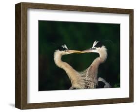 Great Blue Heron Pair, Venice, Florida, USA-Charles Sleicher-Framed Photographic Print