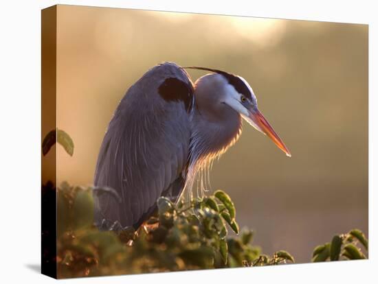 Great Blue Heron Perches on a Tree at Sunrise in the Wetlands, Wakodahatchee, Florida, USA-Jim Zuckerman-Stretched Canvas