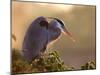 Great Blue Heron Perches on a Tree at Sunrise in the Wetlands, Wakodahatchee, Florida, USA-Jim Zuckerman-Mounted Photographic Print
