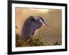 Great Blue Heron Perches on a Tree at Sunrise in the Wetlands, Wakodahatchee, Florida, USA-Jim Zuckerman-Framed Photographic Print