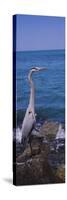 Great Blue Heron Perching on a Rock, Gulf of Mexico, Florida, USA-null-Stretched Canvas