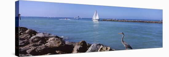 Great Blue Heron Perching on a Rocks, South Jetty, Venice, Sarasota County, Florida, USA-null-Stretched Canvas