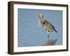 Great blue heron preening, Ardea herodias, Ding Darling National Wildlife Refuge, Sanibel, Florida-Maresa Pryor-Framed Photographic Print